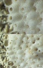 Bryozoa sp. "15"