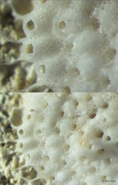 Bryozoa sp. "15" • © Rene Ong • All Rights Reserved