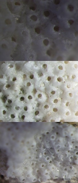 Bryozoa sp. "16" • © Rene Ong • All Rights Reserved