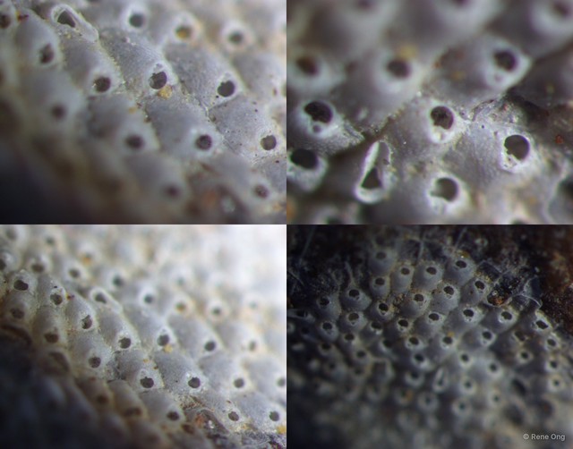 Bryozoa sp. "17" • © Rene Ong • All Rights Reserved