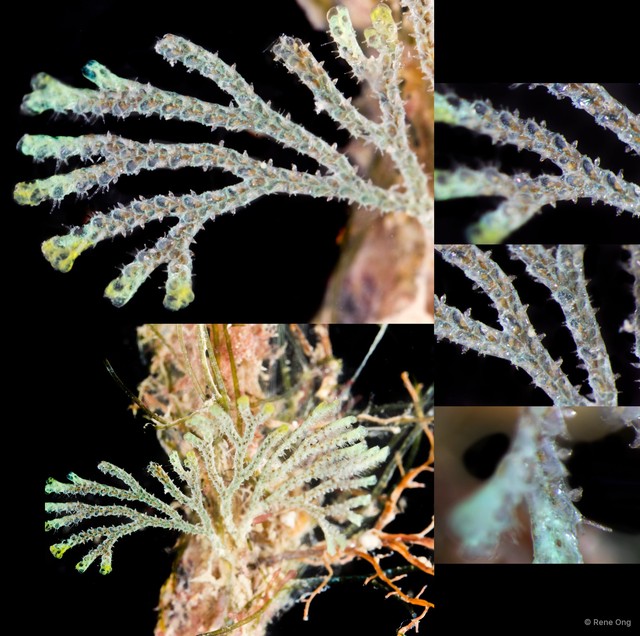Bryozoa sp. "18" • © Rene Ong • All Rights Reserved
