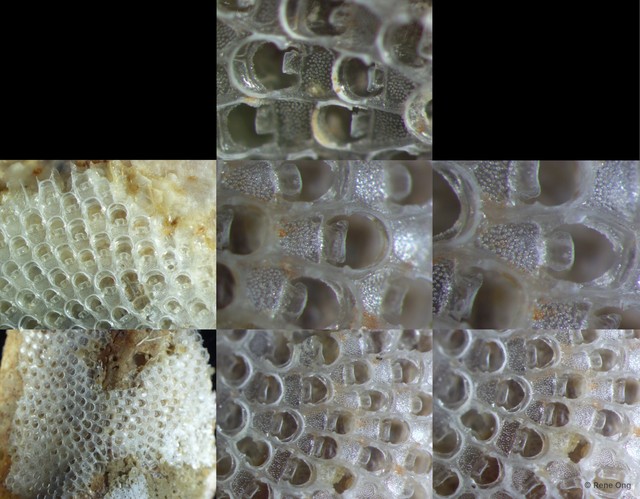 Bryozoa sp. "19" • © Rene Ong • All Rights Reserved
