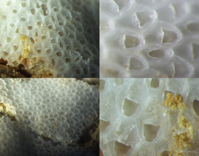 Bryozoa sp. "20" • © Rene Ong • All Rights Reserved