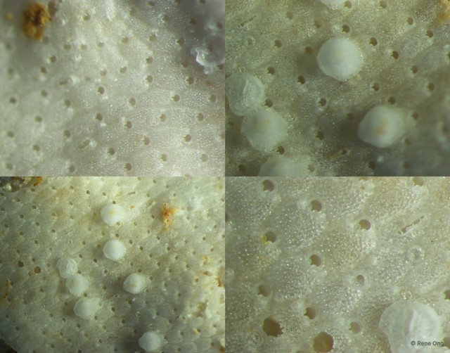 Bryozoa sp. "21" • © Rene Ong • All Rights Reserved