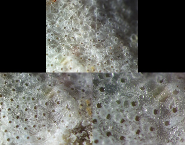 Bryozoa sp. "22" • © Rene Ong • All Rights Reserved