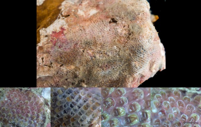 Bryozoa sp. "23" • © Rene Ong • All Rights Reserved