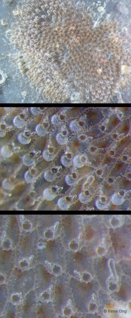 Bryozoa sp. "3" • © Rene Ong • All Rights Reserved