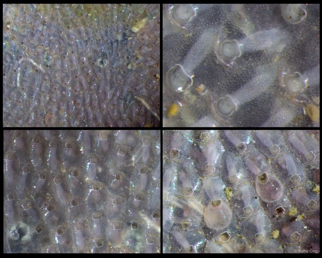 Bryozoa sp. "4" • © Rene Ong • All Rights Reserved