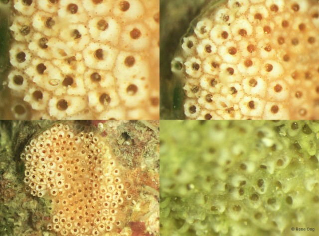 Bryozoa sp. "5" • © Rene Ong • All Rights Reserved