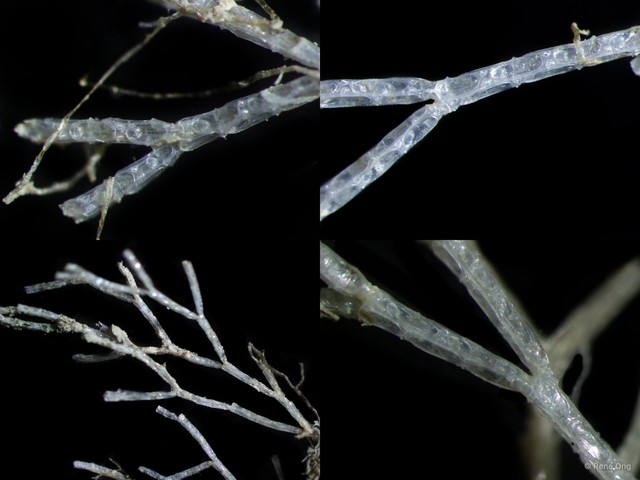 Bryozoa sp. "6" • © Rene Ong • All Rights Reserved