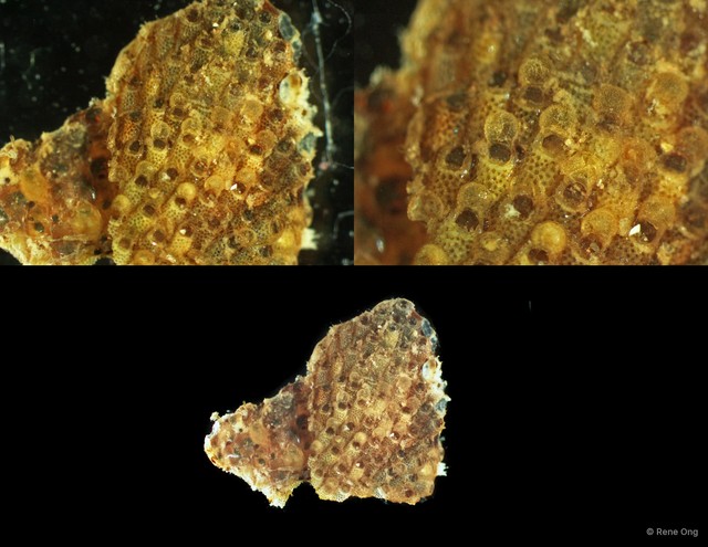 Bryozoa sp. "7" • © Rene Ong • All Rights Reserved