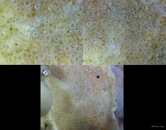 Bryozoa sp. "8"