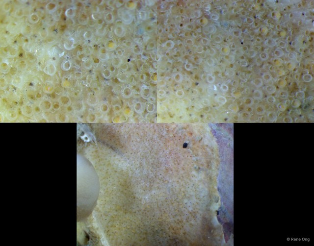 Bryozoa sp. "8" • © Rene Ong • All Rights Reserved