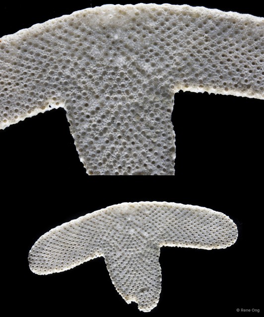 Bryozoa sp. "9" • © Rene Ong • All Rights Reserved
