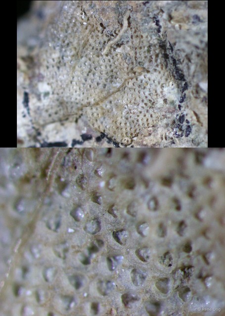 Antropora sp. "d4b18399" • © Rene Ong • All Rights Reserved
