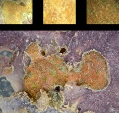 Parkermavella sp. "d4b18417"