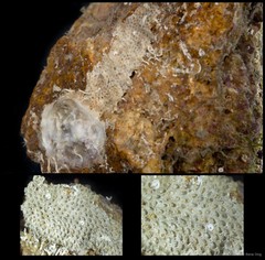 Cranosina sp. "d2d6d919"