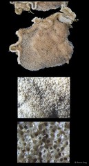 Celleporaria sp. "d2d6d913"