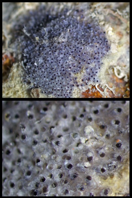 Celleporaria tridenticulata • © Rene Ong • All Rights Reserved