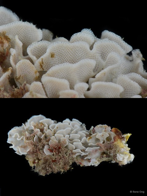 Cigclisula sp. "1" • © Rene Ong • All Rights Reserved
