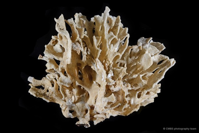 Cigclisula sp. "2" • © CMBS photography team • All Rights Reserved