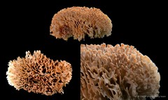 Cigclisula sp. "3"