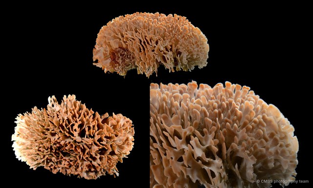 Cigclisula sp. "3" • © CMBS photography team • All Rights Reserved