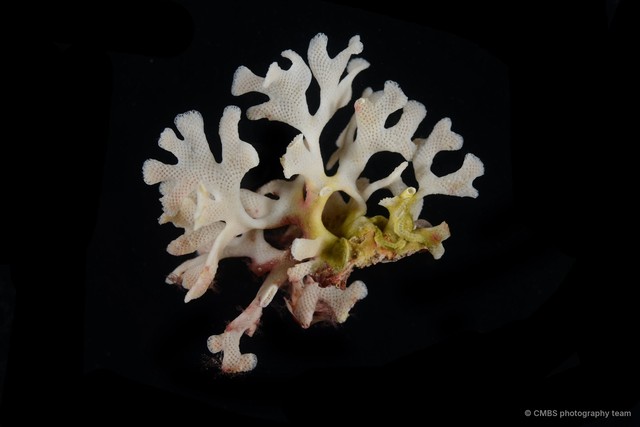 Cigclisula fruticosa • © CMBS photography team • All Rights Reserved