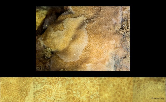 Puellina sp. "d4b1842c" • © Rene Ong • All Rights Reserved