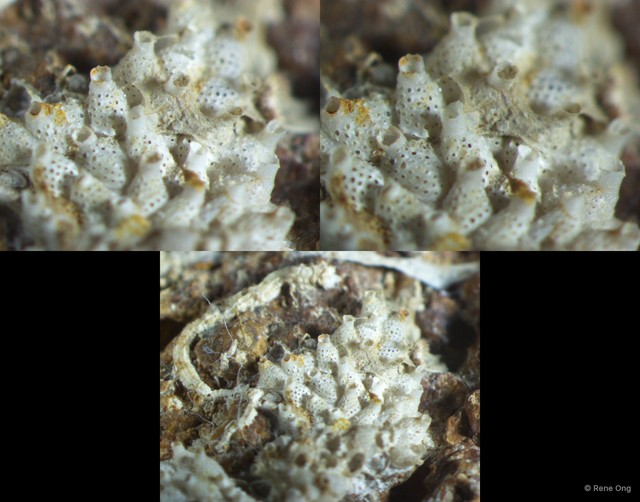 Exechonella ampullacea • © Rene Ong • All Rights Reserved