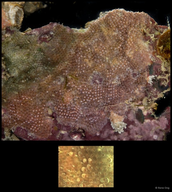 Calyptotheca sp. "d2d6d90d" • © Rene Ong • All Rights Reserved