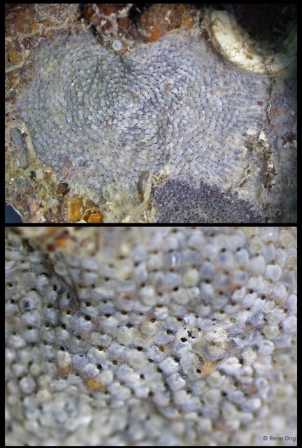 Calyptotheca triangulata • © Rene Ong • All Rights Reserved