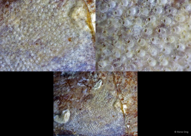 Microporella sp. "d4b183fc" • © Rene Ong • All Rights Reserved