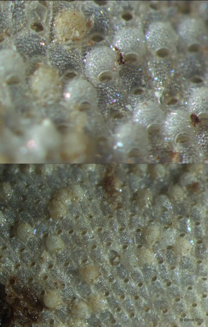 Petraliella sp. "d4b1841a" • © Rene Ong • All Rights Reserved