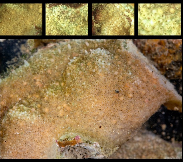 Stylopoma sp. "d4b18435" • © Rene Ong • All Rights Reserved
