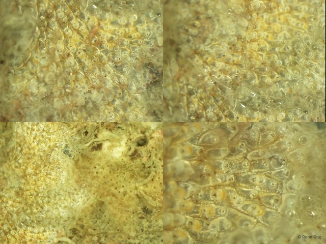 Parasmittina sp. "3" • © Rene Ong • All Rights Reserved