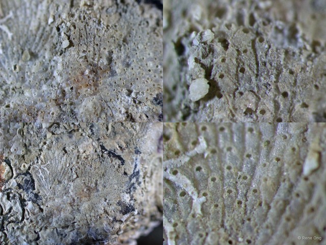 Parasmittina sp. "4" • © Rene Ong • All Rights Reserved