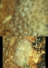 Parasmittina sp. "5"