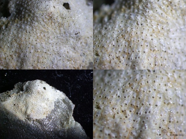 Parasmittina sp. "7" • © Rene Ong • All Rights Reserved