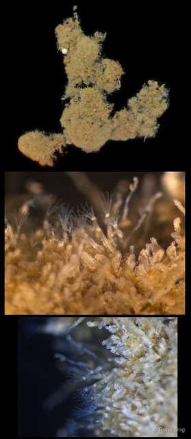 Nolella sp. "d2d6d92b" • © Rene Ong • All Rights Reserved