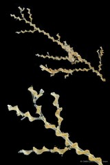Amathia sp. "d4b18396"