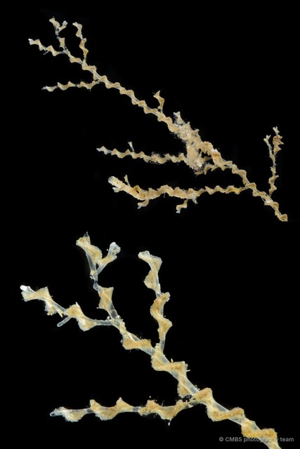 Amathia sp. "d4b18396" • © CMBS photography team • All Rights Reserved