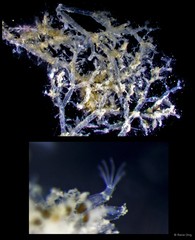 Amathia verticillata • © Rene Ong • All Rights Reserved
