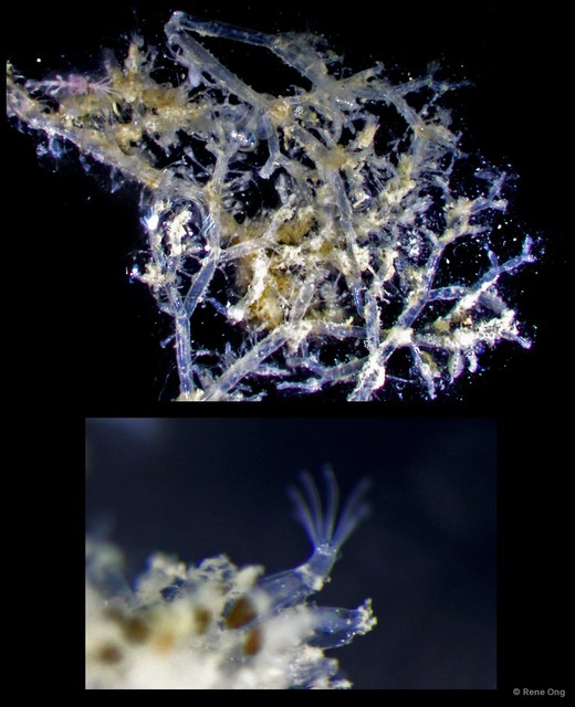 Amathia verticillata • © Rene Ong • All Rights Reserved