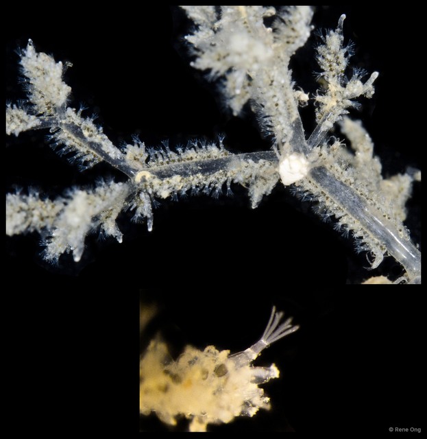 Amathia verticillata