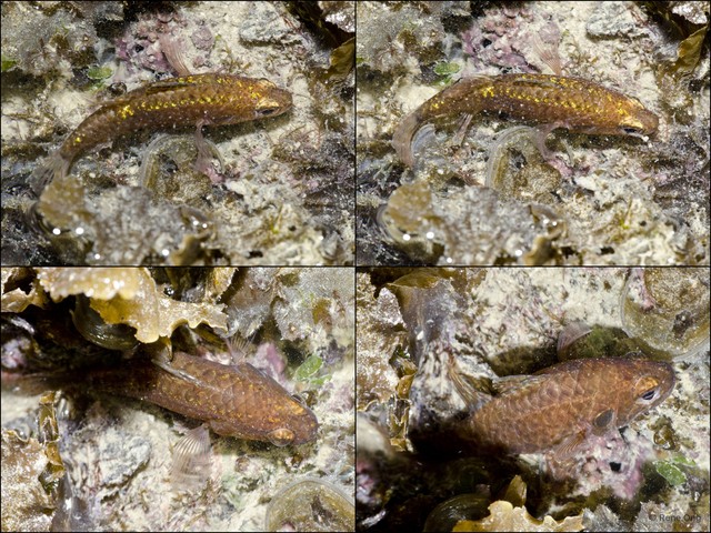Actinopterygii sp. "4" • © Rene Ong • All Rights Reserved