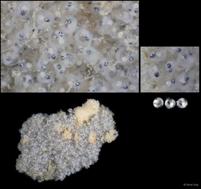 Actinopterygii sp. "Acanthopterygii eggs SEA-2585" • © Rene Ong • All Rights Reserved
