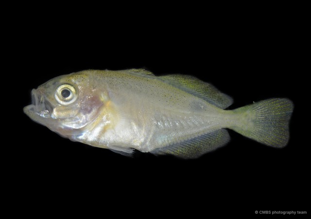 Actinopterygii sp. "JS-0371" • © CMBS photography team • All Rights Reserved