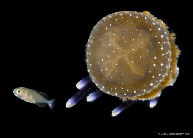 Actinopterygii sp. "JS-1453" • © CMBS photography team • All Rights Reserved
