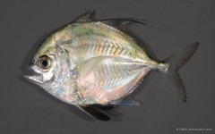 Actinopterygii sp. "JS-1858"